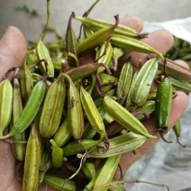 白芨种子白芨净子发芽率高达95%以上提供种植技术