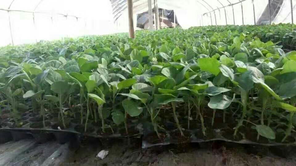 茄子幼苗生长状态