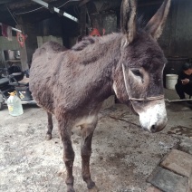 现杀活驴肉