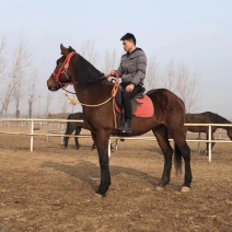 德保矮马骑乘马