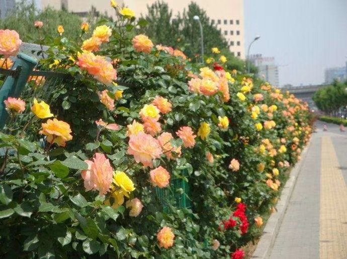 真宙月季在庭院中形成花墙效果