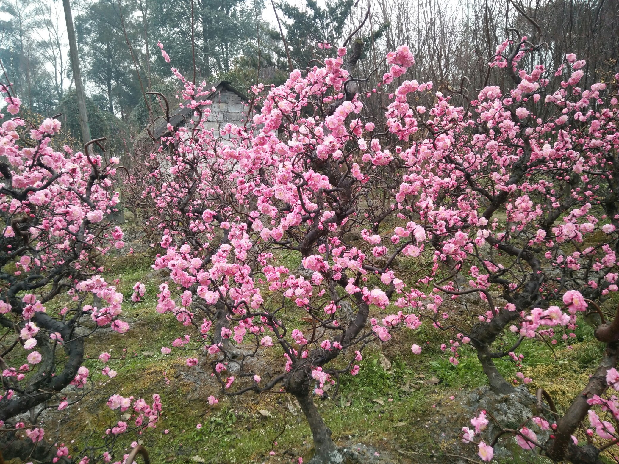 红梅在春季长出新叶