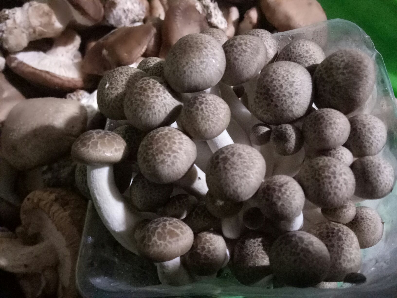 图片说明:新鲜的生菜与蘑菇并列摆放,展示其自然形态与颜色差异 生菜与蘑菇的食材对比图