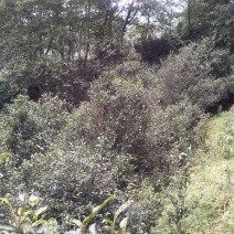 邦崴秘境古树茶