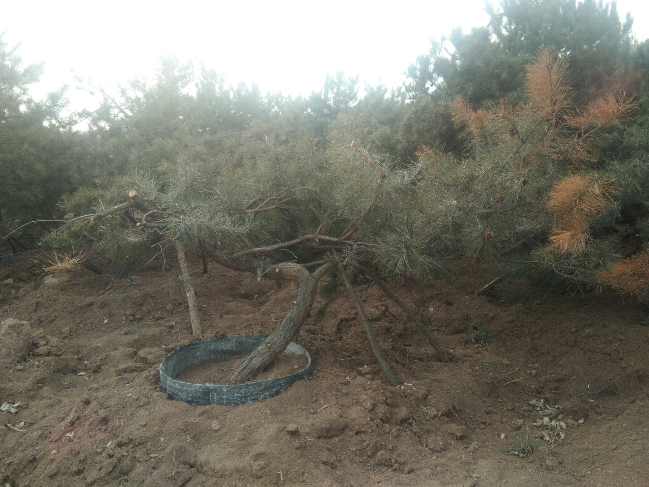 展示在雨季山区环境中,工人正在黄土坡地上栽种油松容器苗,使用小型铁锹挖掘20cm见方的小穴,手中握持带有泥丸的油松幼苗,背景为刚下过雨的湿润山地,土壤呈深褐色,空气中有薄雾 雨季油松容器苗造林现场图