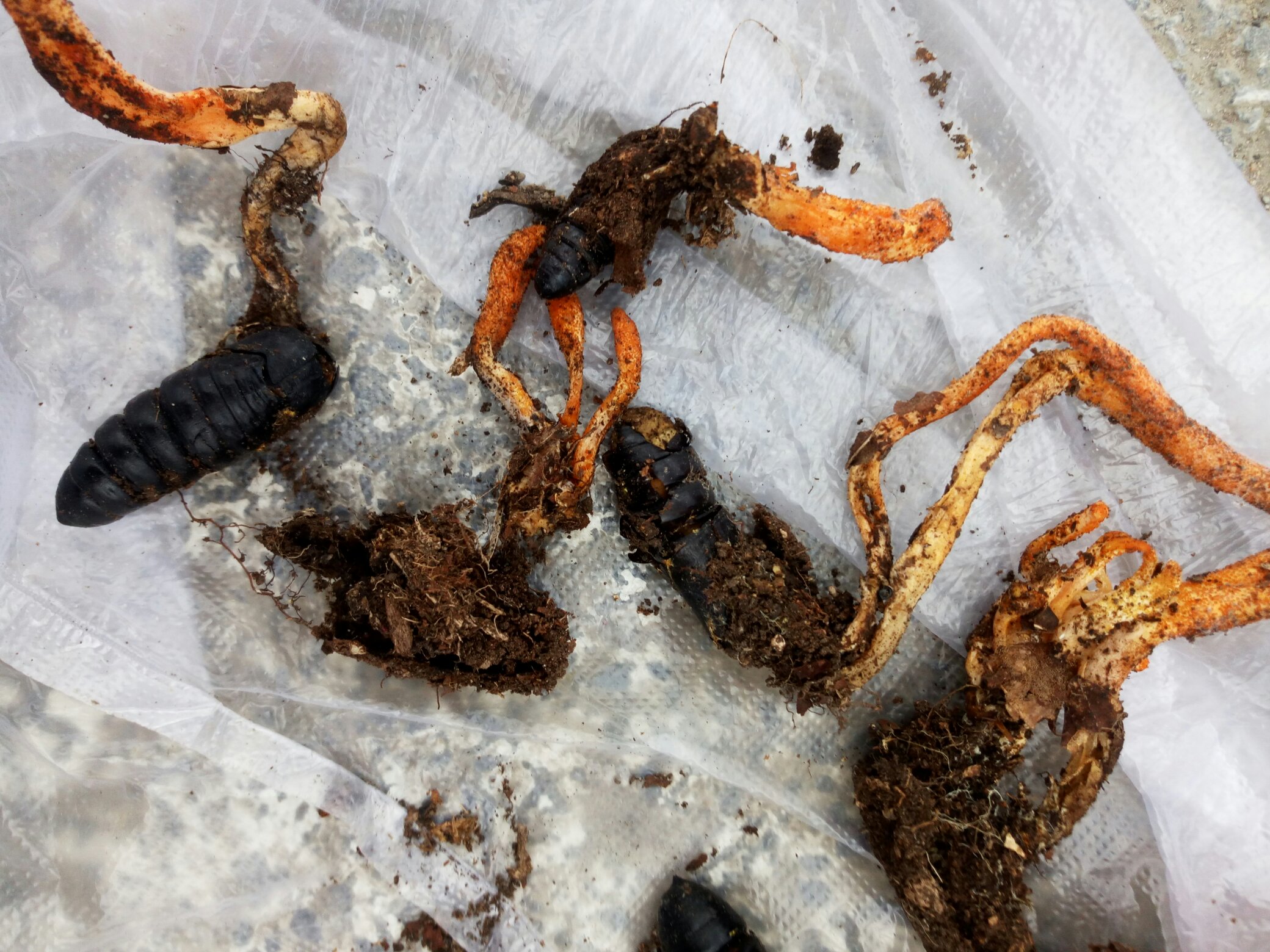 新鲜虫草与保鲜参并列摆放于白色瓷盘中，背景为浅灰色木质台面，光线柔和自然，突出产品的新鲜质感与高端定位