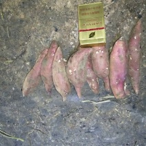 商薯19脱毒原种小红薯种