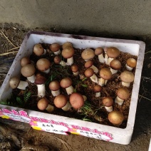 大球盖菇鲜品基地直供