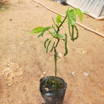 长果桑树苗