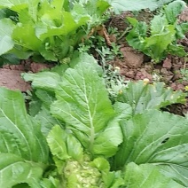 精品儿菜现在大量上市