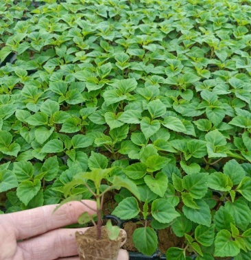 一串红穴盘苗105 山东青州基地草花苗木 一手货源