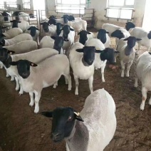 山东省菏泽牧业牛羊养殖场是集肉牛、肉羊、肉驴养殖的综合性