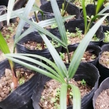 三角椰子苗棕榈科庭院园林绿化植物美观好养