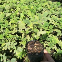泰国樱花苗花旗木袋苗庭园盆栽绿化树花大而美丽