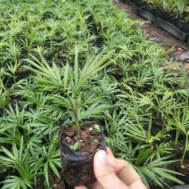 红茎椰子苗红领椰子袋苗庭园盆栽绿化树室内观叶植物