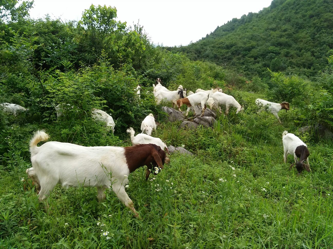 一群健康活泼的波尔山羊羔在阳光下的草地上吃草,背景为绿色牧场 波尔山羊羔群在草地上吃草