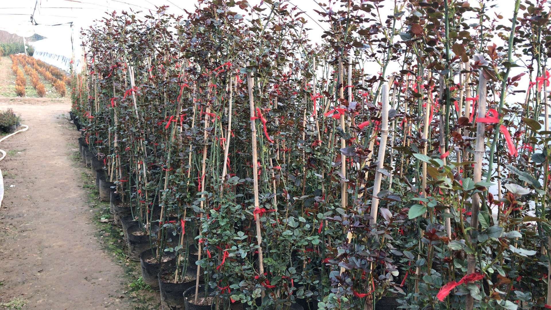 藤本月季春季移栽现场图