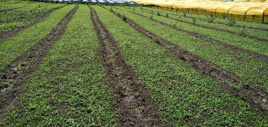 展示白术种植基地的实景图片,农田整齐,植株茂盛,农民正在田间劳作 白术种植场景图
