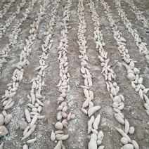 商薯19红薯种