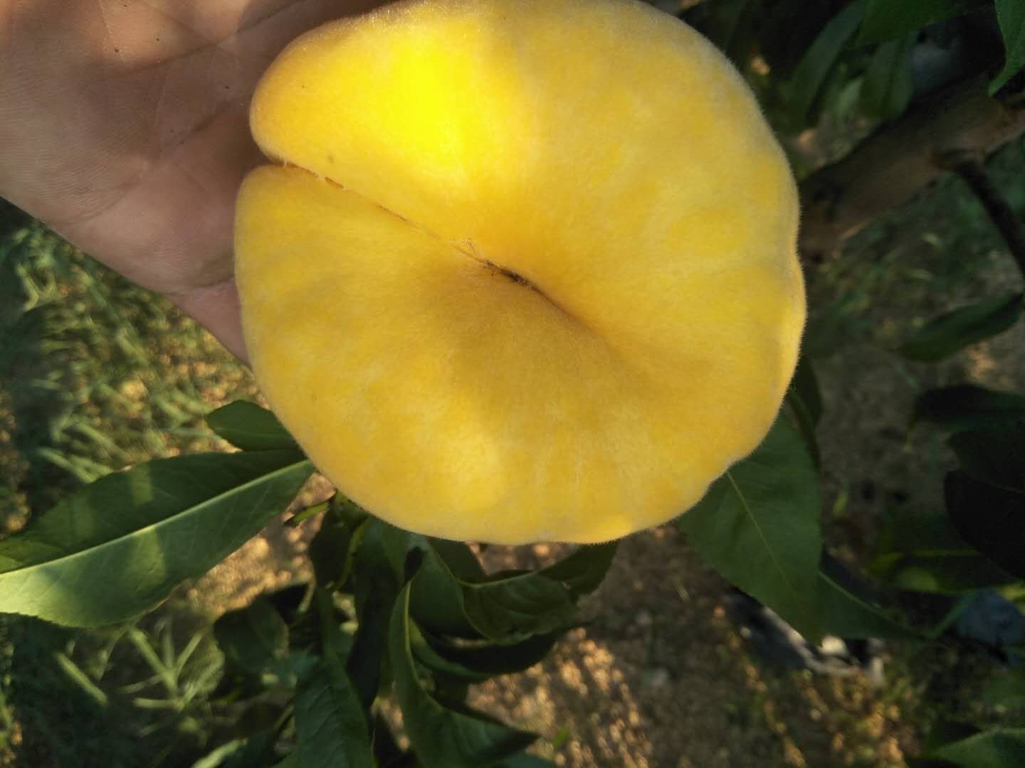 黄桃与蟠桃对比图