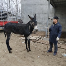 德州毛驴