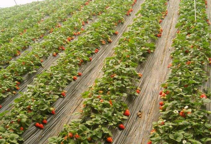 甜宝草莓田间成熟状态