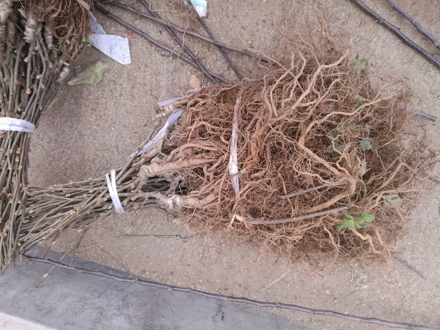 图示:现代化红心猕猴桃果苗基地出圃区,工人正对嫁接苗进行地径与根系测量;左侧不锈钢工作台上整齐摆放已分级的一级苗(标‘Ⅰ’红标)与二级苗(标‘Ⅱ’蓝标);右侧特写镜头显示单株苗茎部悬挂的防水二维码标签,标签清晰印有‘基地:川蒲江XX苗圃’‘接穗:红阳20230315’‘检测合格:农科院郑果所202400127’字样 红心猕猴桃果苗基地出圃分级与二维码追溯标签特写