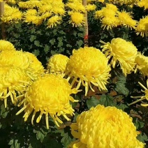 金丝皇菊