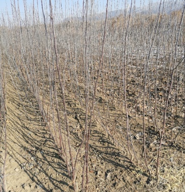 寒地沙果黄太平红太平紫太平种苗丰果123k九