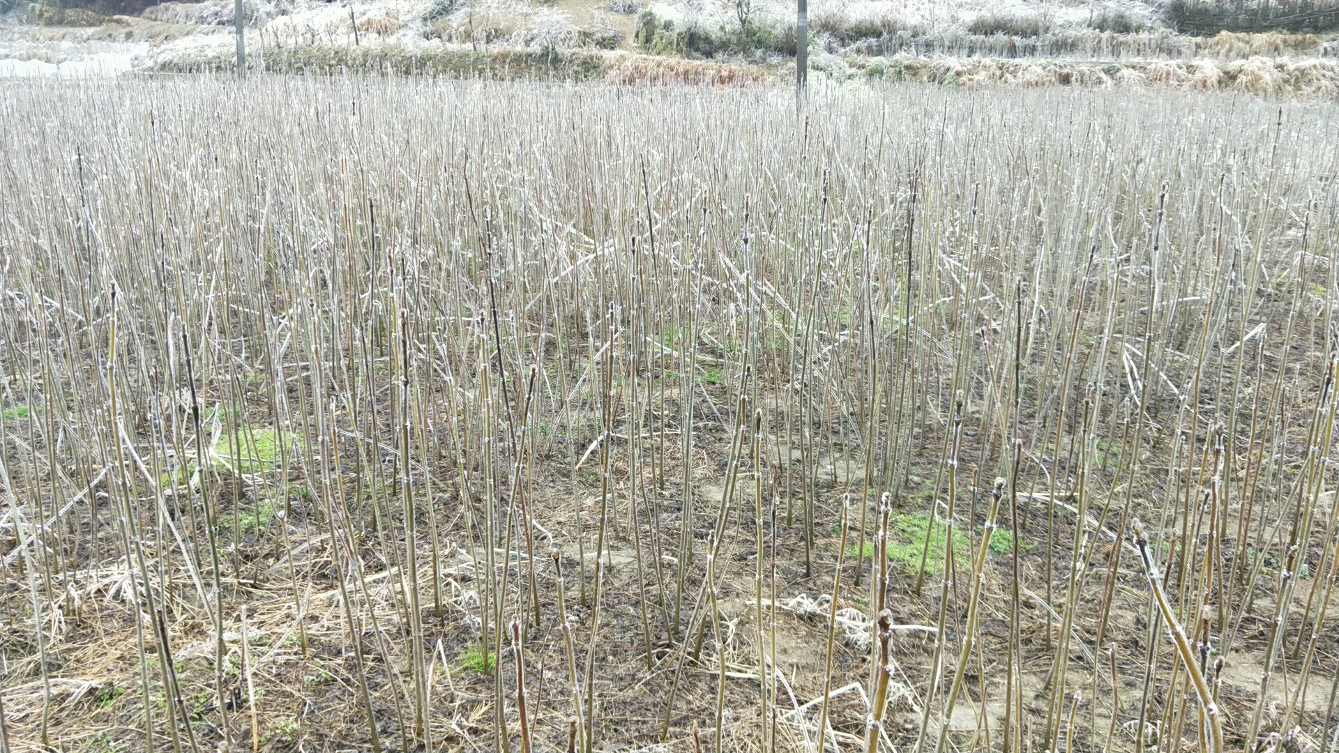 龙柏冬季防寒覆盖措施 龙柏冬季防寒覆盖措施