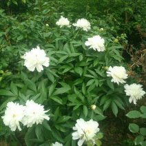 木瓜树信阳市浉河区董家河苗木花卉常年出售
