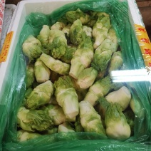 小儿菜