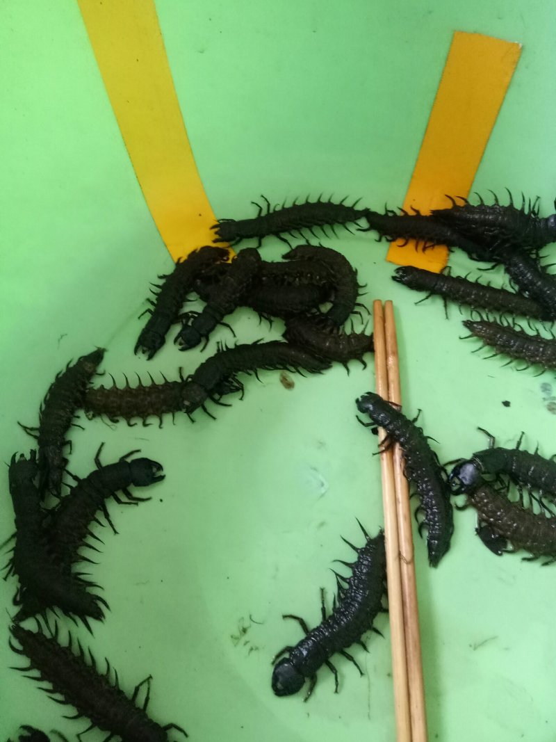 爬沙虫水蜈蚣云南特产爬沙虫高营养高蛋白