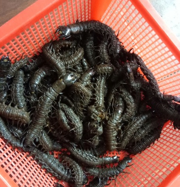 爬沙虫水蜈蚣云南特产爬沙虫高营养高蛋白