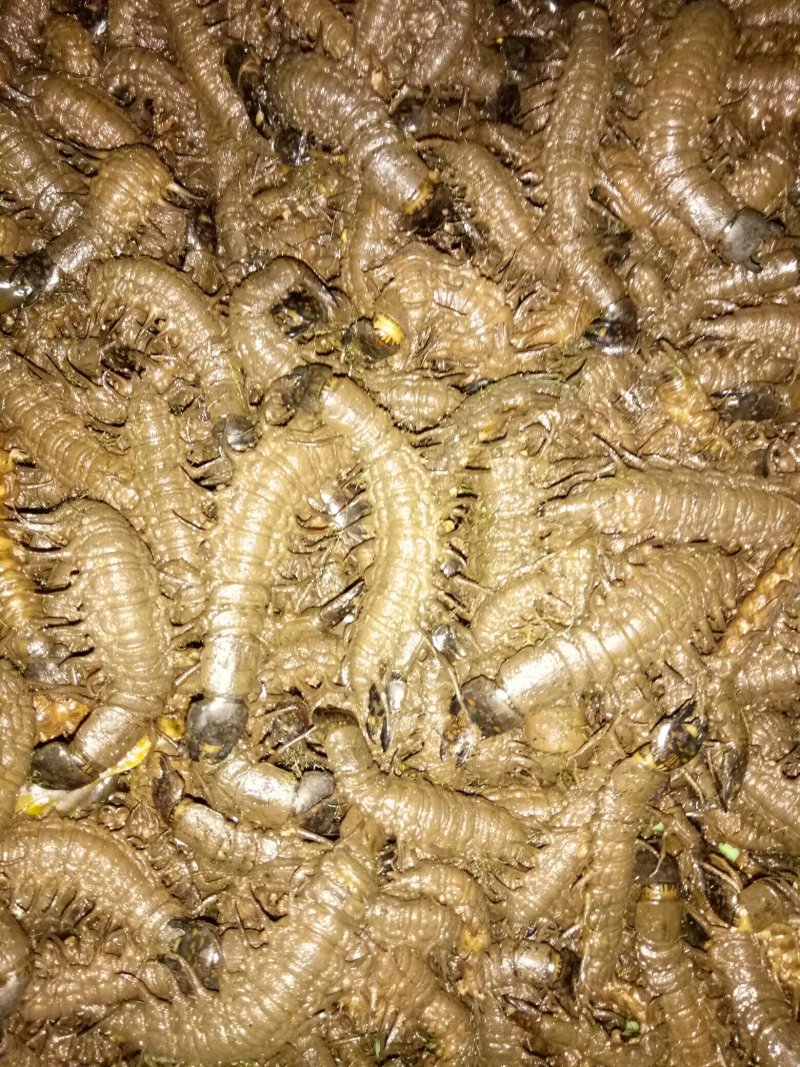 爬沙虫水蜈蚣云南特产爬沙虫高营养高蛋白