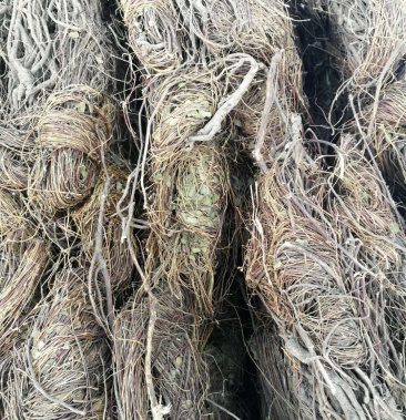 鸡骨草泰国野生鸡骨草正品细叶鸡骨草