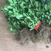 川佛手种苗保证成活率挂果率