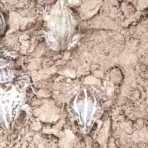 青蛙种蝌蚪苗预定中