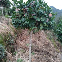 地栽茶花树规格齐全福建产地直销一手货源长期供应可实地考察