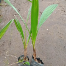 老人葵树苗园林绿化树叶大如扇棕榈科植物