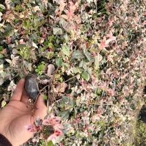 花叶络石藤本植物四季常青不落叶苗圃大量供应