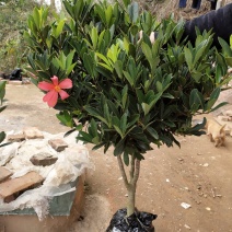山茶花苗四季山茶花树苗盆栽树苗庭院种植