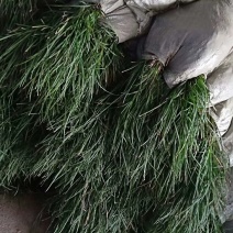 新鲜麦冬草四季常青麦冬草矮麦冬苗工程绿化苗耐寒麦冬草