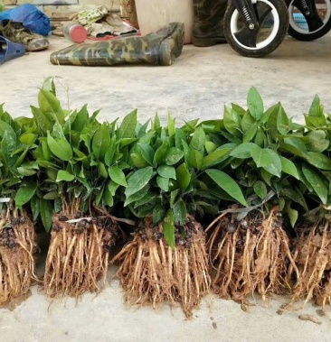 [牛大力种苗批发]牛大力苗 牛大力薯苗 中叶 小叶牛大力树种子苗价格