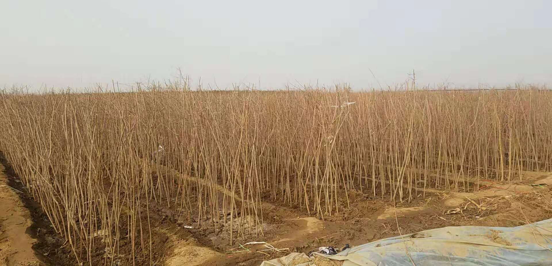 五角枫在不同地区的生长表现