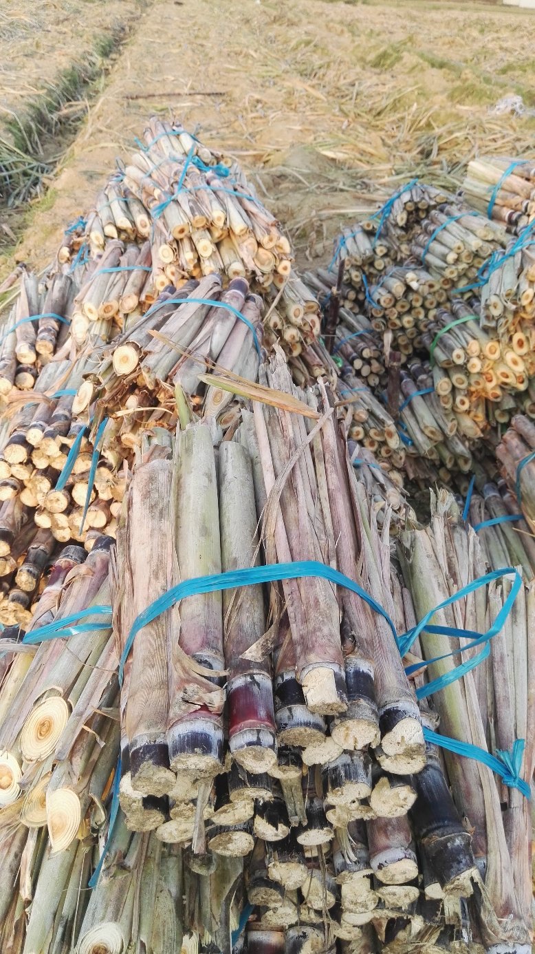 [批发]广西特产黑皮甘蔗和种苗产地直销,地头选购,也可以视频看货价格