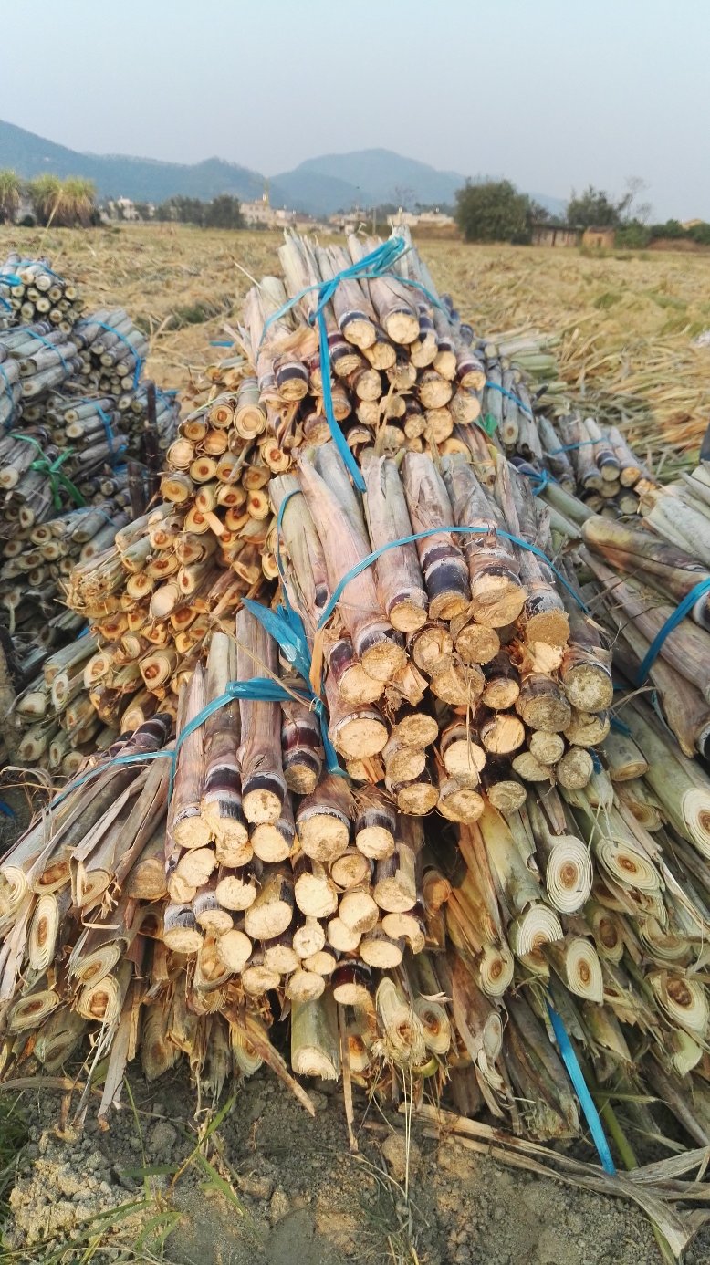 [批发]广西特产黑皮甘蔗和种苗产地直销,地头选购,也可以视频看货价格