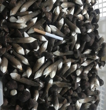 人工种植黑皮鸡枞菌 二级