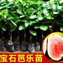 包邮新红宝石芭乐苗带杯带土裸根产量高香甜可口