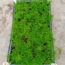 文竹种苗室内盆栽花卉绿植观叶植物耐阴可水培